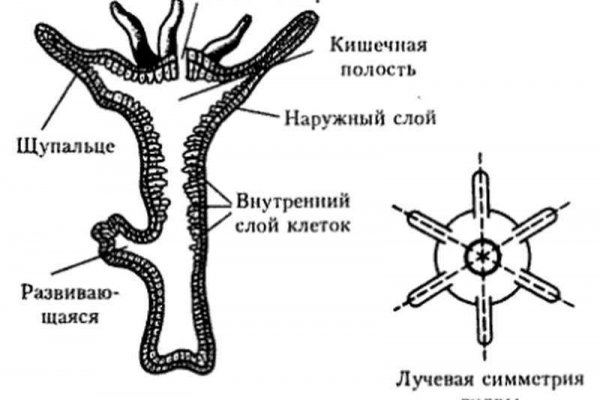 Кракен сайт krakens13 at